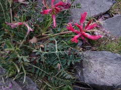 Astragalus sanguineus