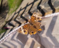 Junonia coenia coenia