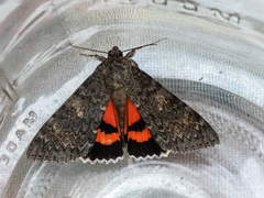 Catocala californica
