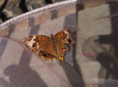 Junonia coenia coenia