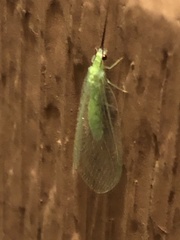 Ceraeochrysa lineaticornis