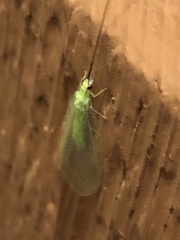 Ceraeochrysa lineaticornis