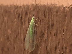 Ceraeochrysa lineaticornis