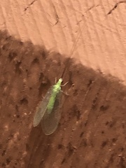 Ceraeochrysa lineaticornis