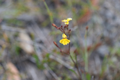 Goodenia paniculata