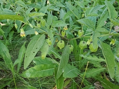 Physalis longifolia