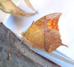 Charaxes varanes vologeses