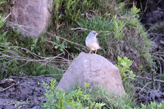 Rhopospina alaudina alaudina