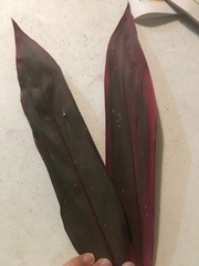 Cordyline fruticosa