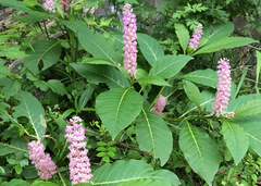 Phytolacca polyandra