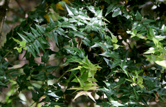 Ilex pernyi
