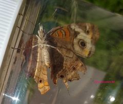 Junonia coenia coenia