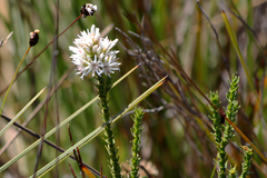 Sprengelia propinqua