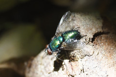 Lucilia elongata