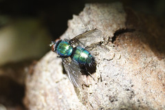Lucilia elongata