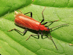 Dendroides ussuriensis