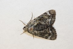 Catocala micronympha