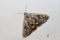 Catocala micronympha