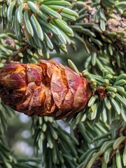 Rossmanomyces pyrolae