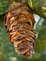 Rossmanomyces pyrolae