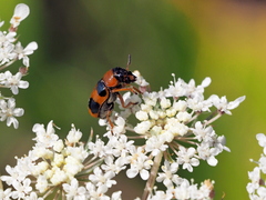 Coptocephala