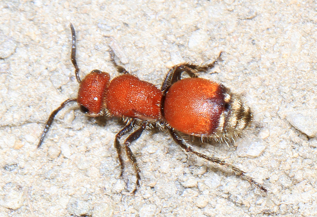 Pseudomethoca sanbornii