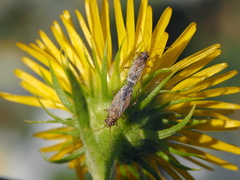 Nysius graminicola