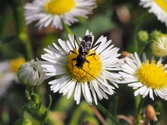 Chlorophorus sartor