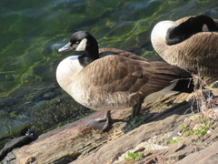 Branta canadensis