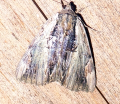 Catocala ultronia
