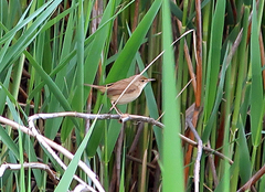Acrocephalus scirpaceus