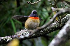 Tarsiger johnstoniae