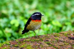 Tarsiger johnstoniae