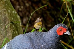 Tarsiger johnstoniae