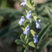 Salvia reflexa - Photo (c) Lee Hoy, μερικά δικαιώματα διατηρούνται (CC BY-NC-ND), uploaded by Lee Hoy