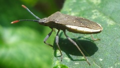 Catorhintha apicalis
