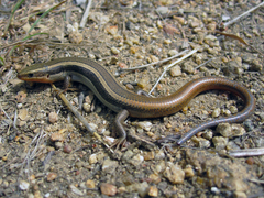 Plestiodon skiltonianus interparietalis