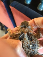 Phrynosoma coronatum