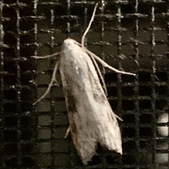 Aphomia sociella
