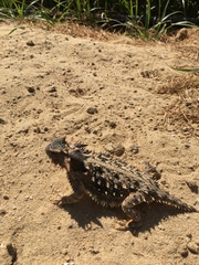 Phrynosoma coronatum