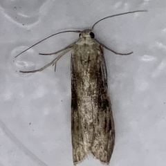 Aphomia sociella