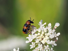 Coptocephala
