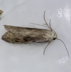 Aphomia sociella