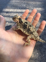 Phrynosoma coronatum