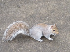 Sciurus carolinensis