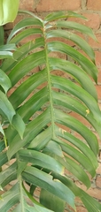 Epipremnum