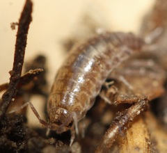 Chaetophiloscia sicula