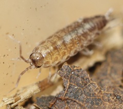 Chaetophiloscia sicula