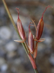 Juncus parryi