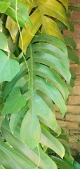 Epipremnum